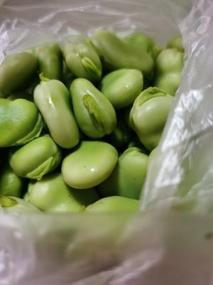 蚕豆保鲜法一简单方便 一年四季都保鲜的做法 步骤1