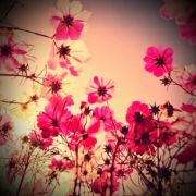 胡糯米好好吃饭