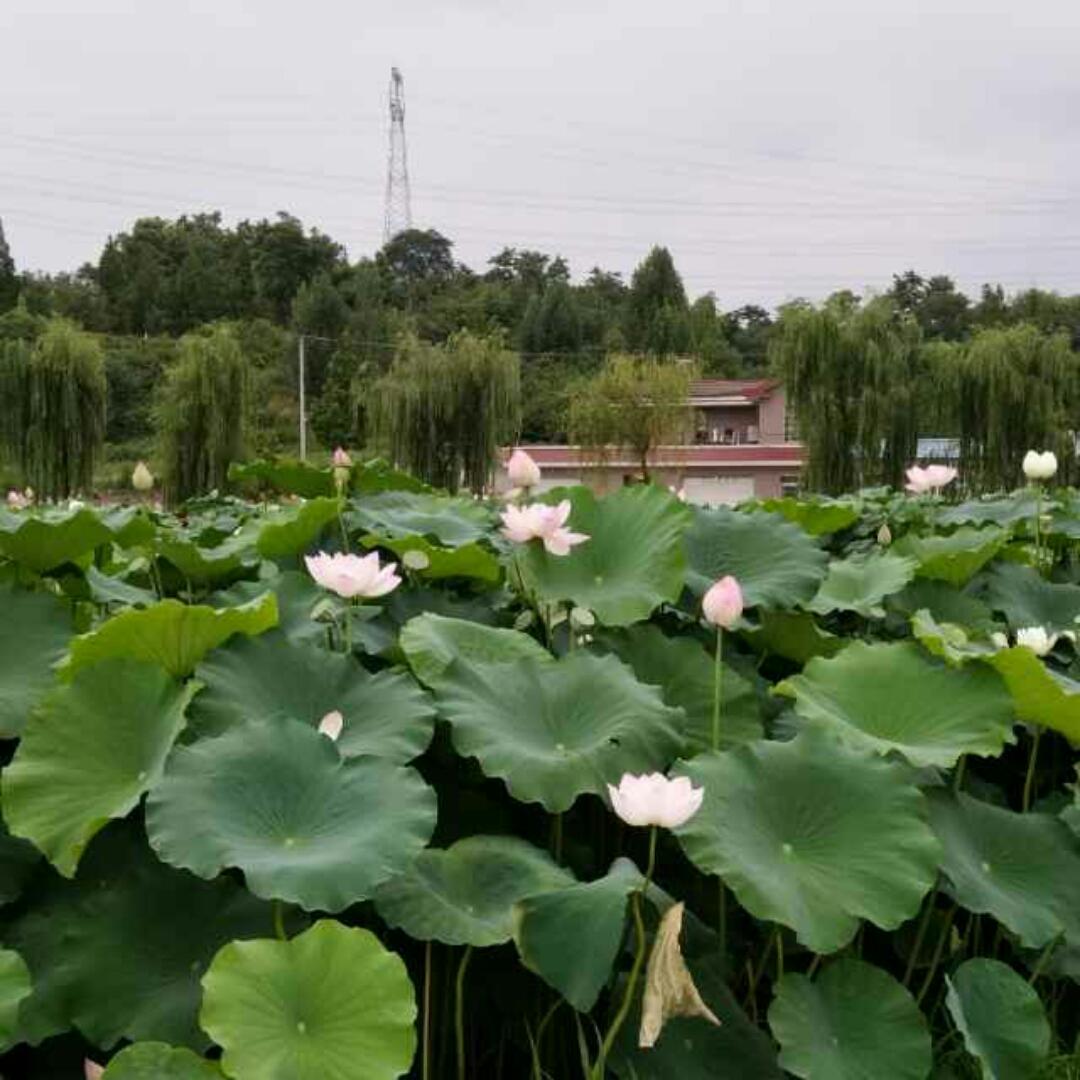 清枫妈妈的厨房