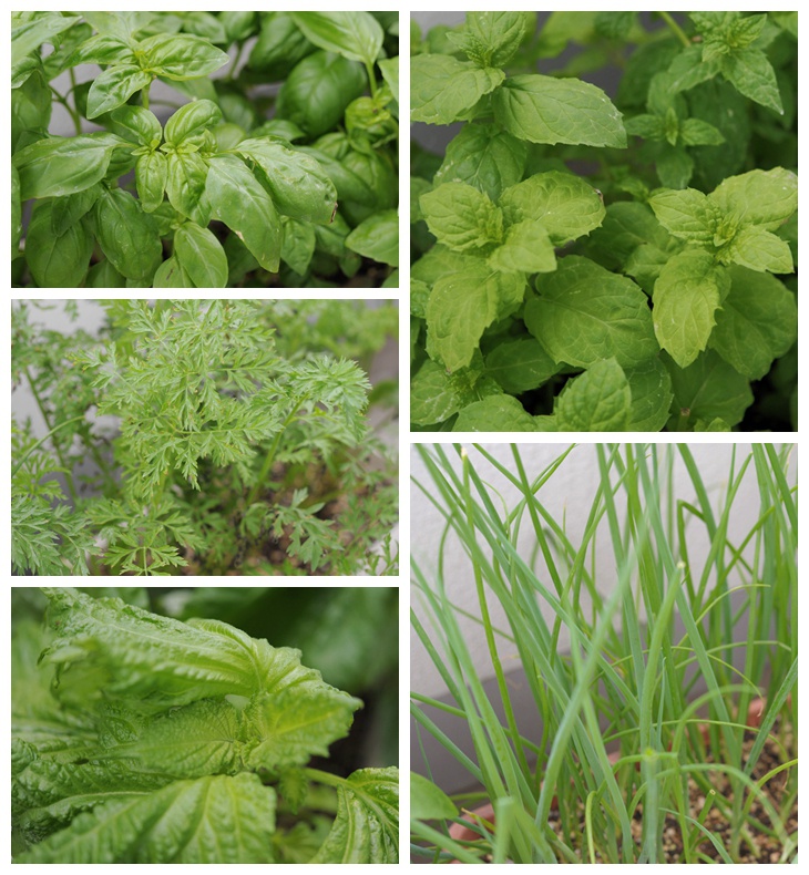 今天中午吃什么？