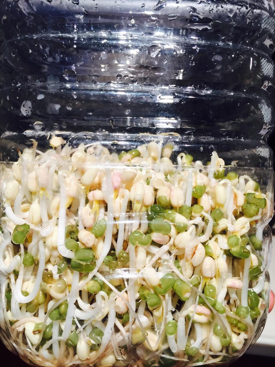 小小白学厨做的自发豆芽(可乐瓶发豆芽0失败!