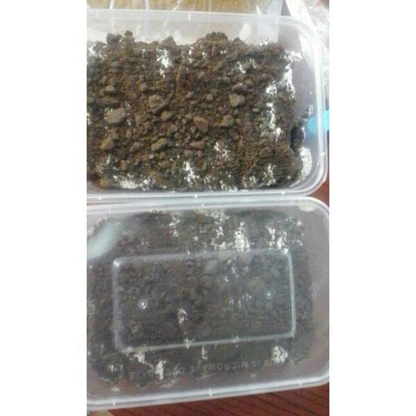 拯救/还原打发过头的淡奶油