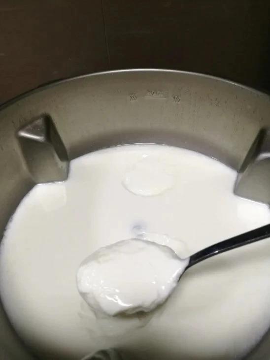 玛捷斯版自制酸奶（原味酸奶做引）
