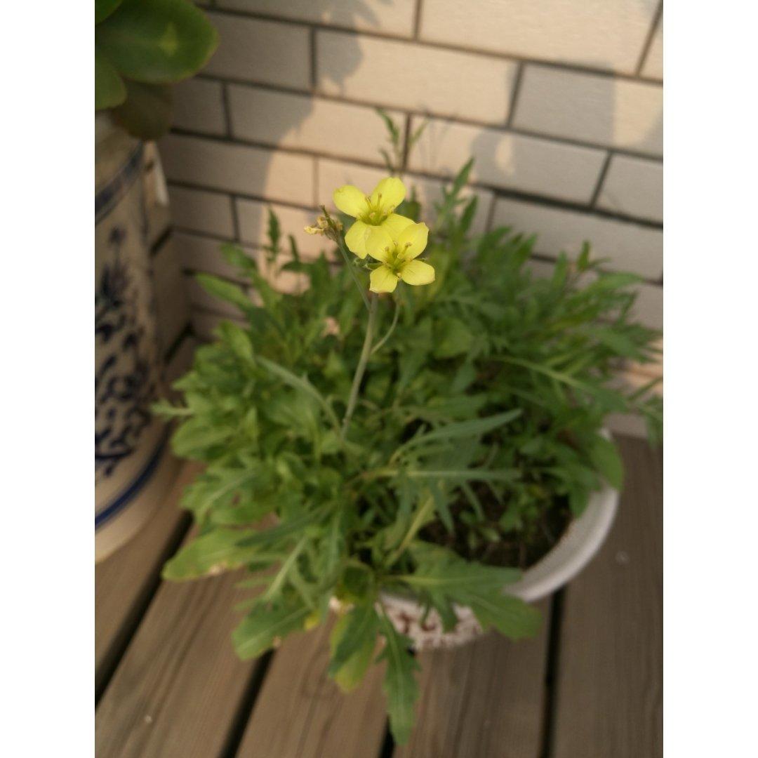 种植呀