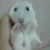wq_alice