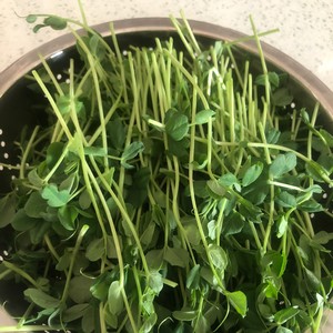 超简单的炝拌爽口豌豆芽苗菜的做法步骤图 藍月亮 下厨房 超简单的炝拌爽口豌豆芽苗菜的做法步骤图 藍月亮 下厨房