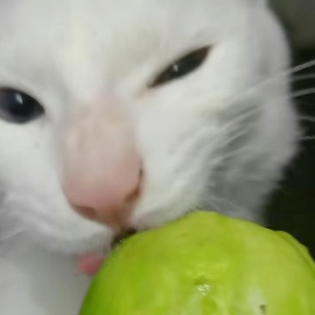 啵啵虎
