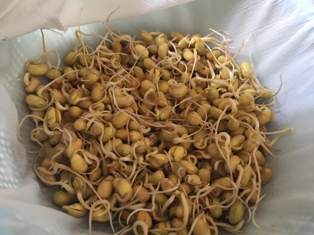 自制黄豆芽，也是家里的生物课哦😊