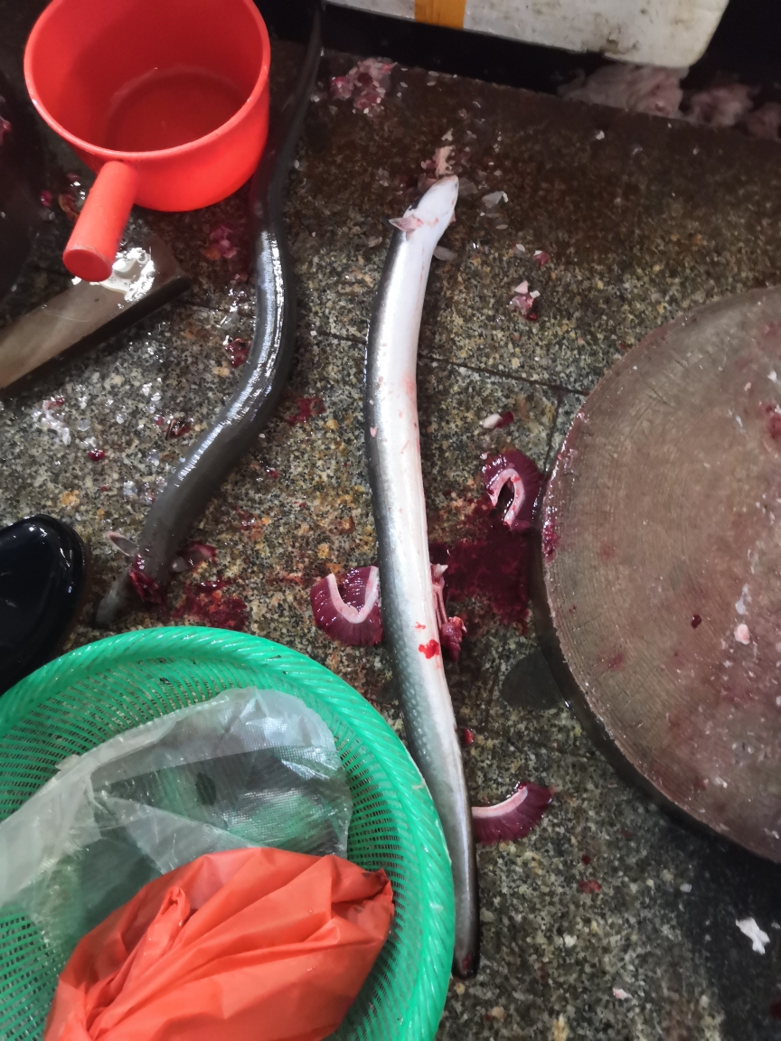 沙锅啫白鳝（鳗鱼）的做法 步骤1