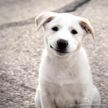 茄子是吃货