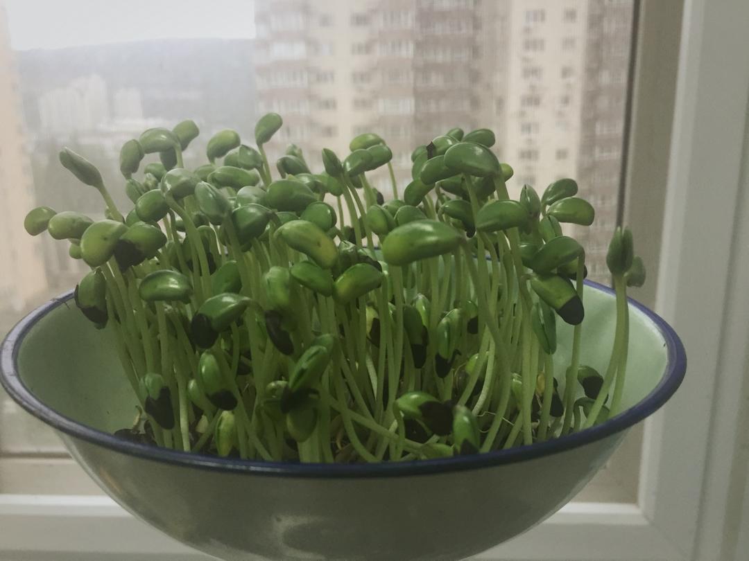 巧去毛栗子壳