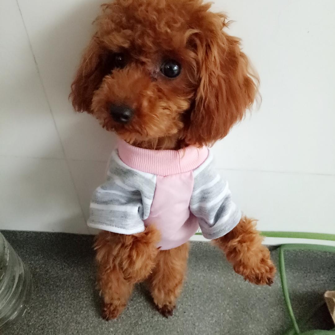 邢邢呦