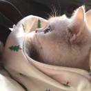 手机用户4359_adrk