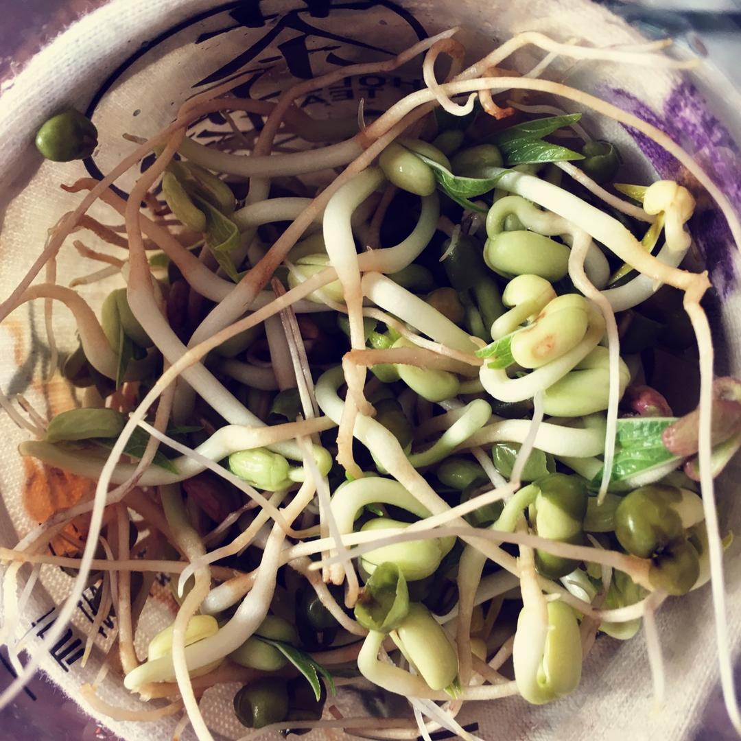 自发豆芽（可乐瓶发豆芽0失败！）