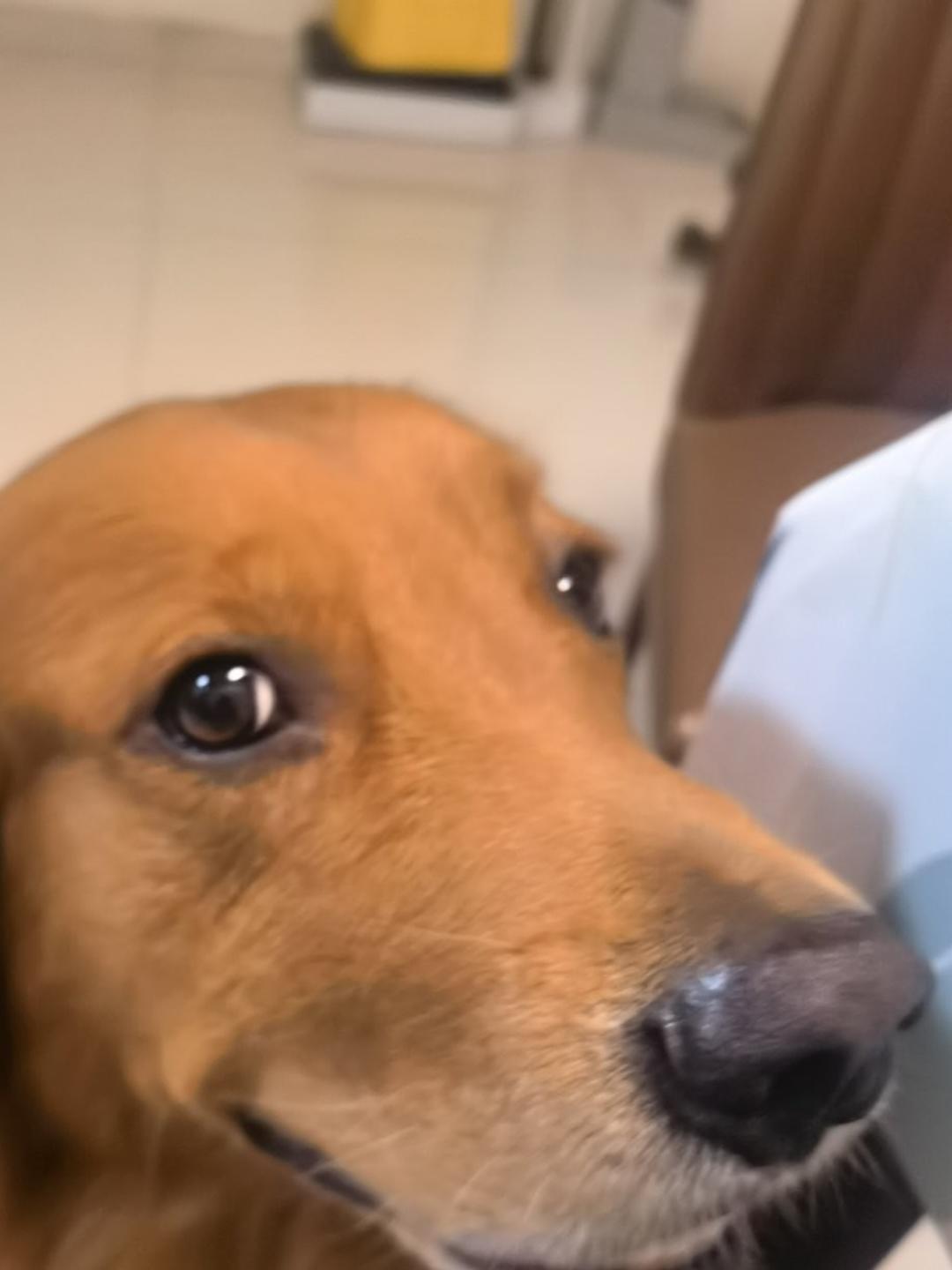 小梁梁