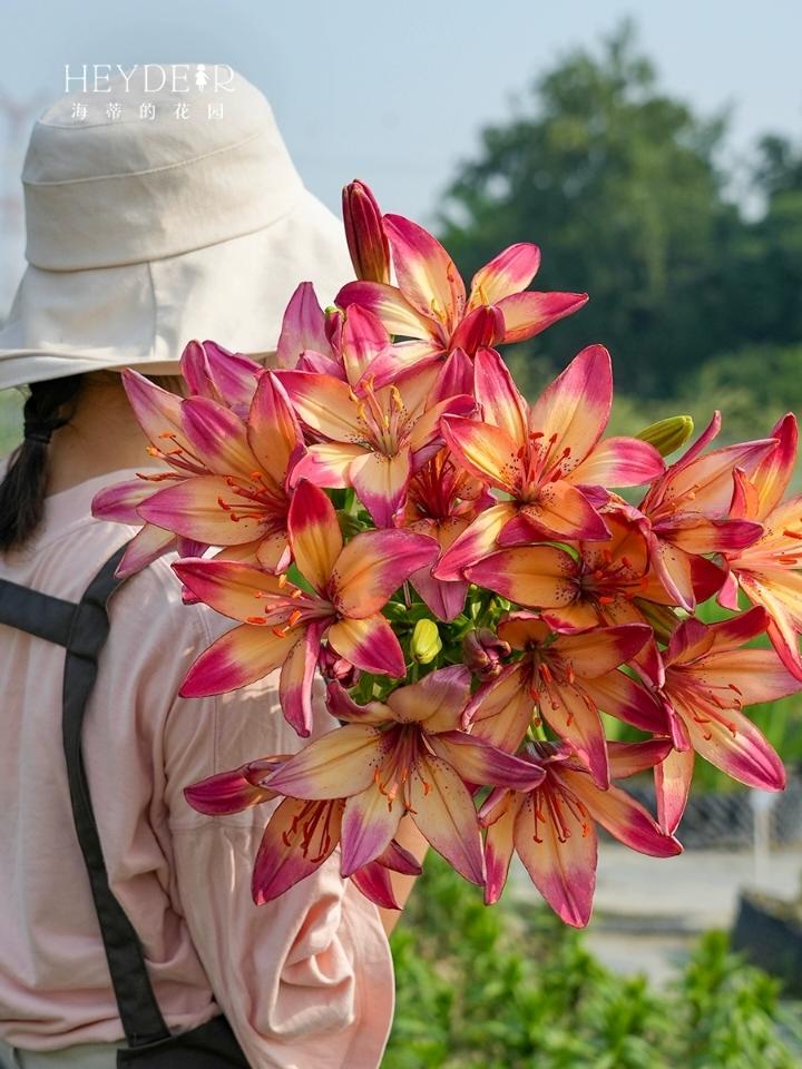 红枣梨汤爱种花