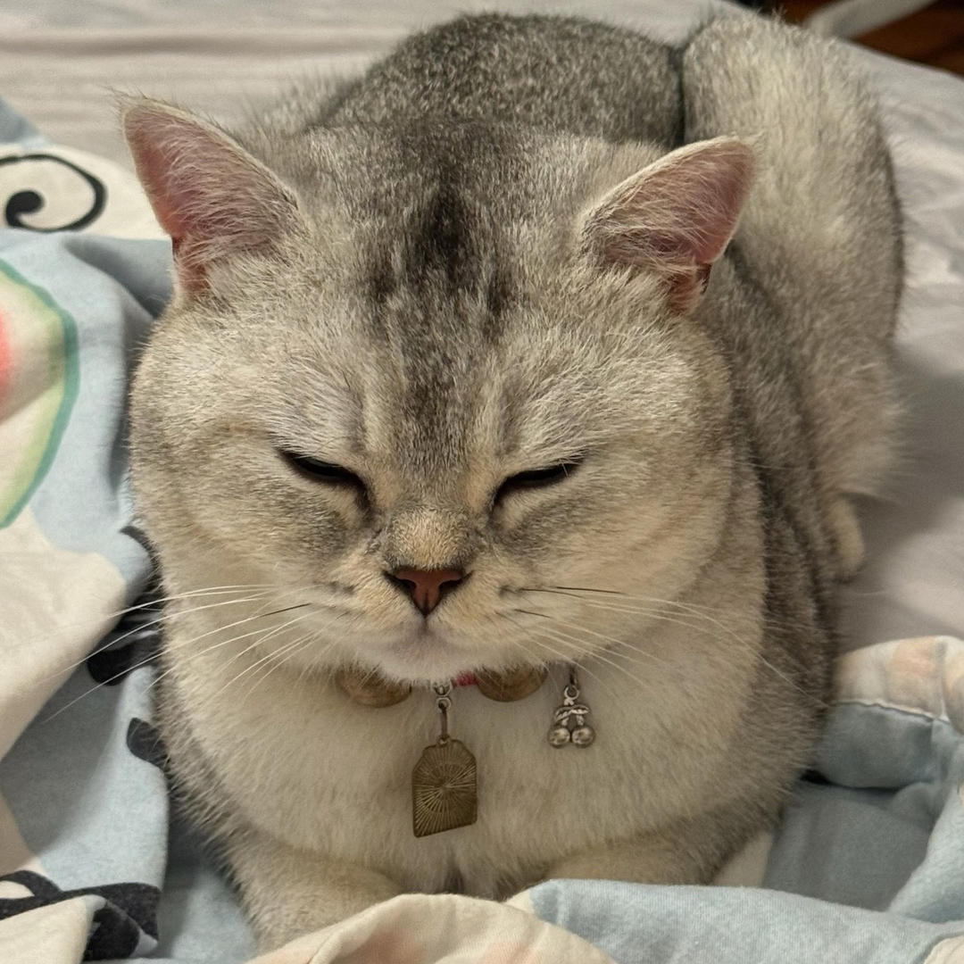 励志当大厨的猫