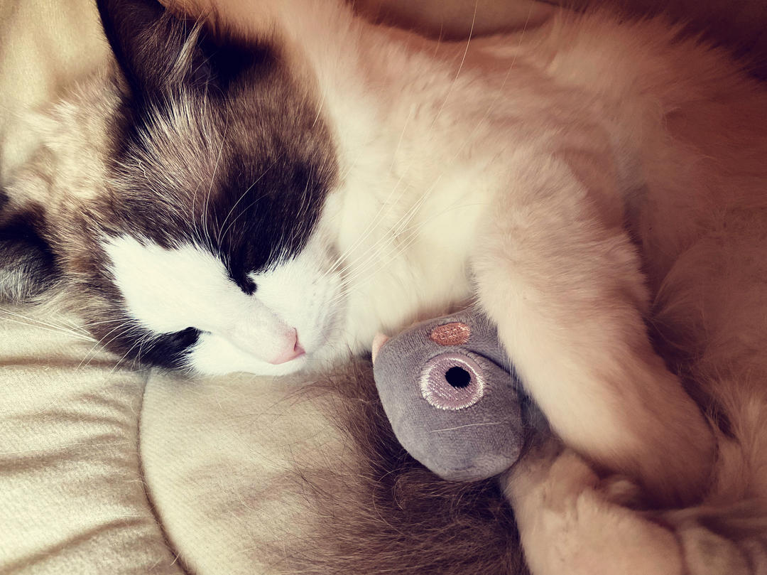 麻婆龙小虾的厨房