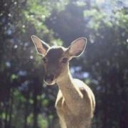 温暖如初小太阳_flh1