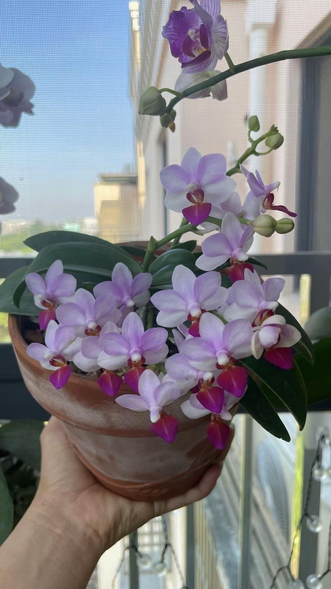 不焯水不放油的家常红烧肉