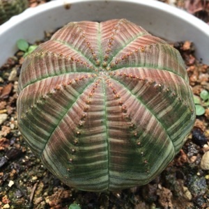 段骅