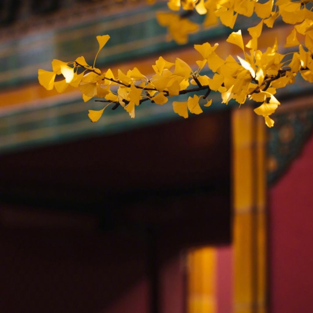 honey_buddha