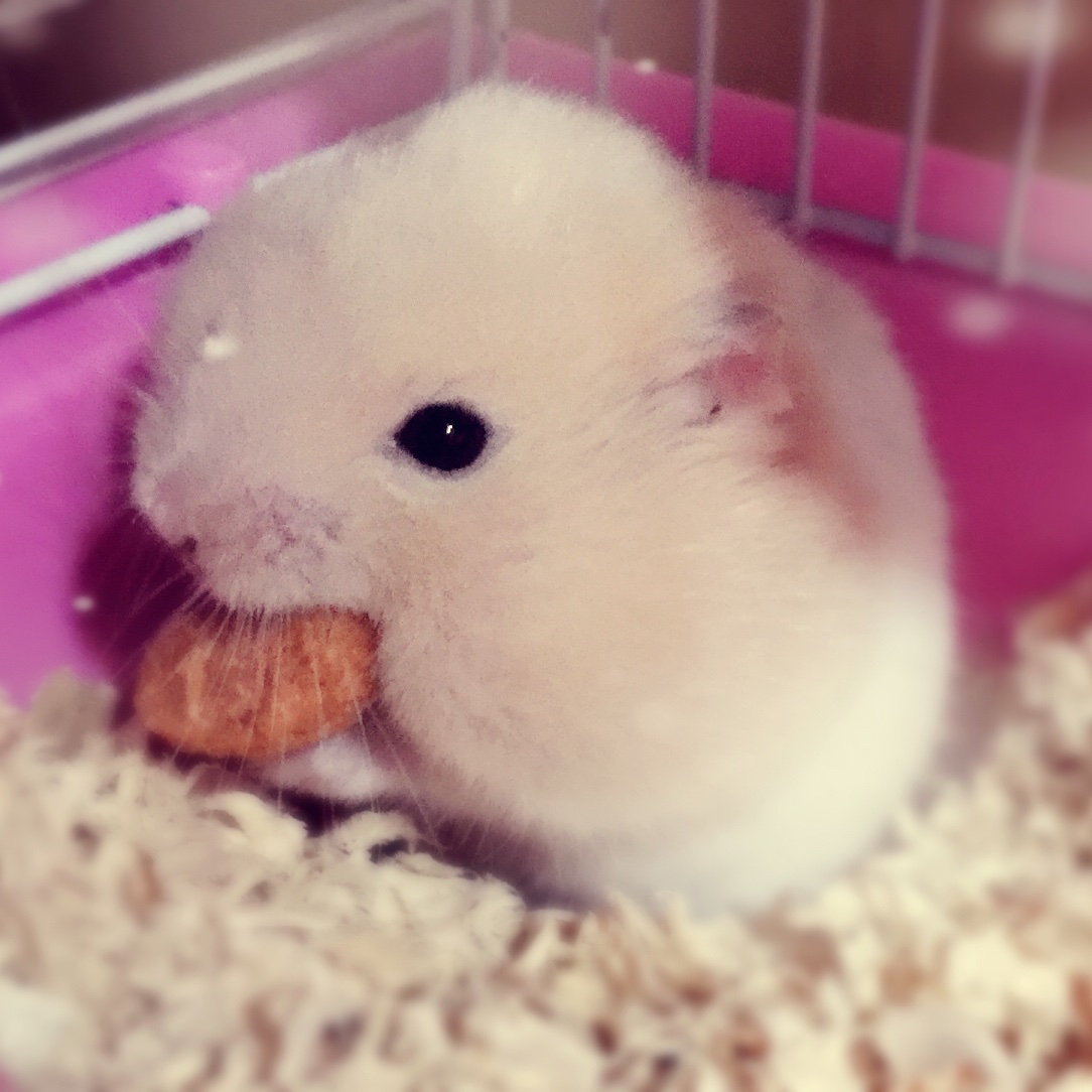 聪慧又可爱的可达鸭