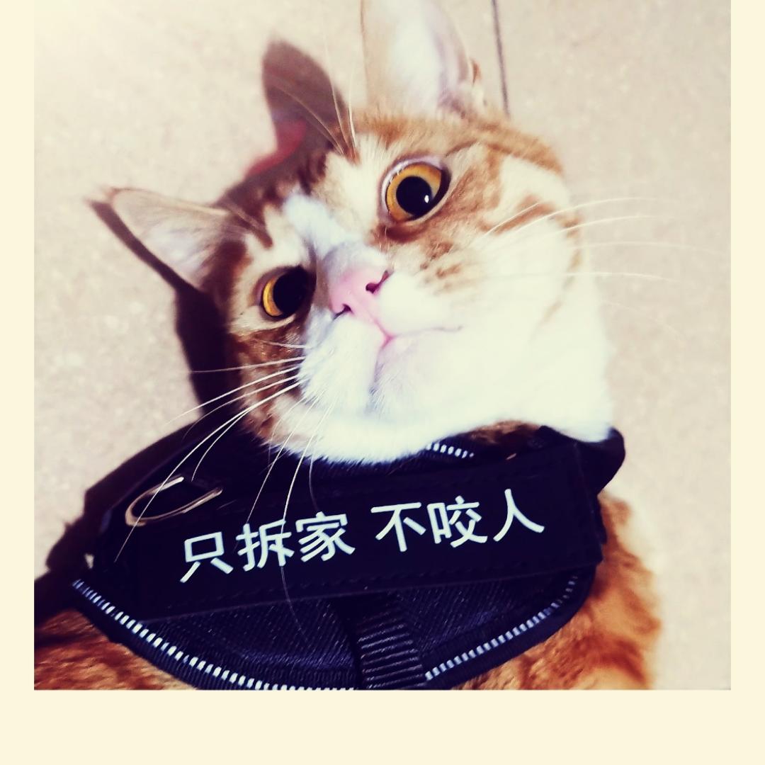 竹生笙
