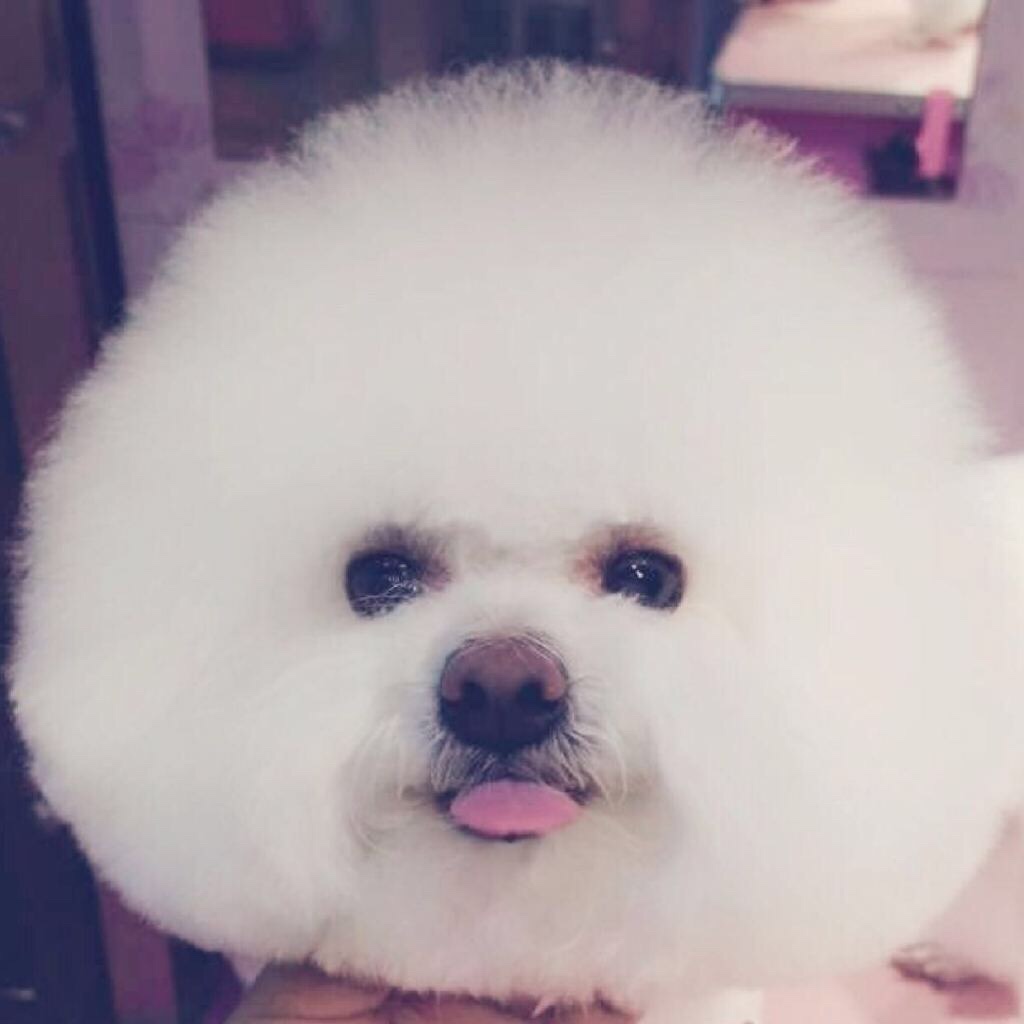 Dc茜_
