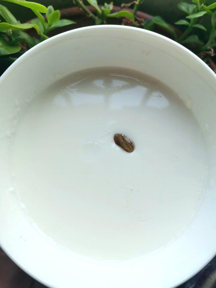 100%成功的姜汁撞奶