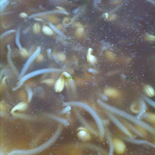 韩式豆芽汤