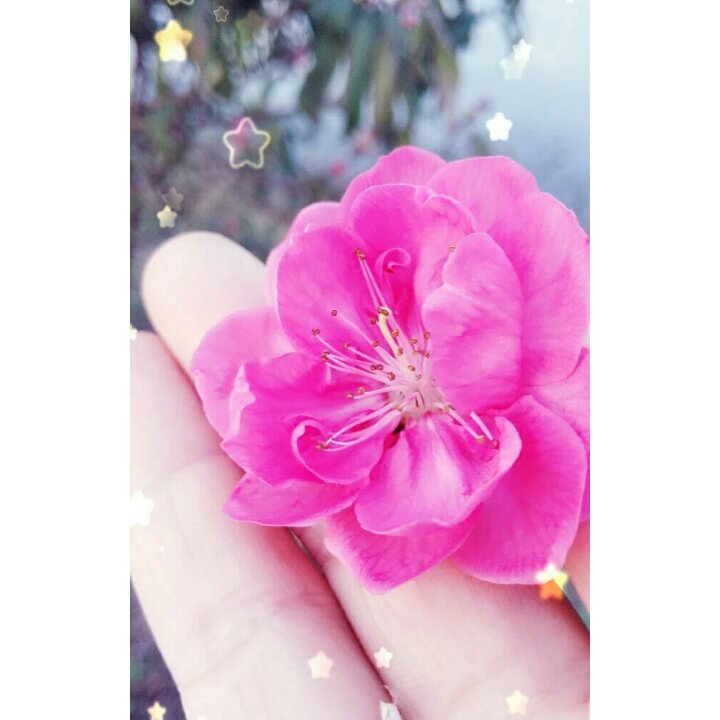 搬一座花园回家