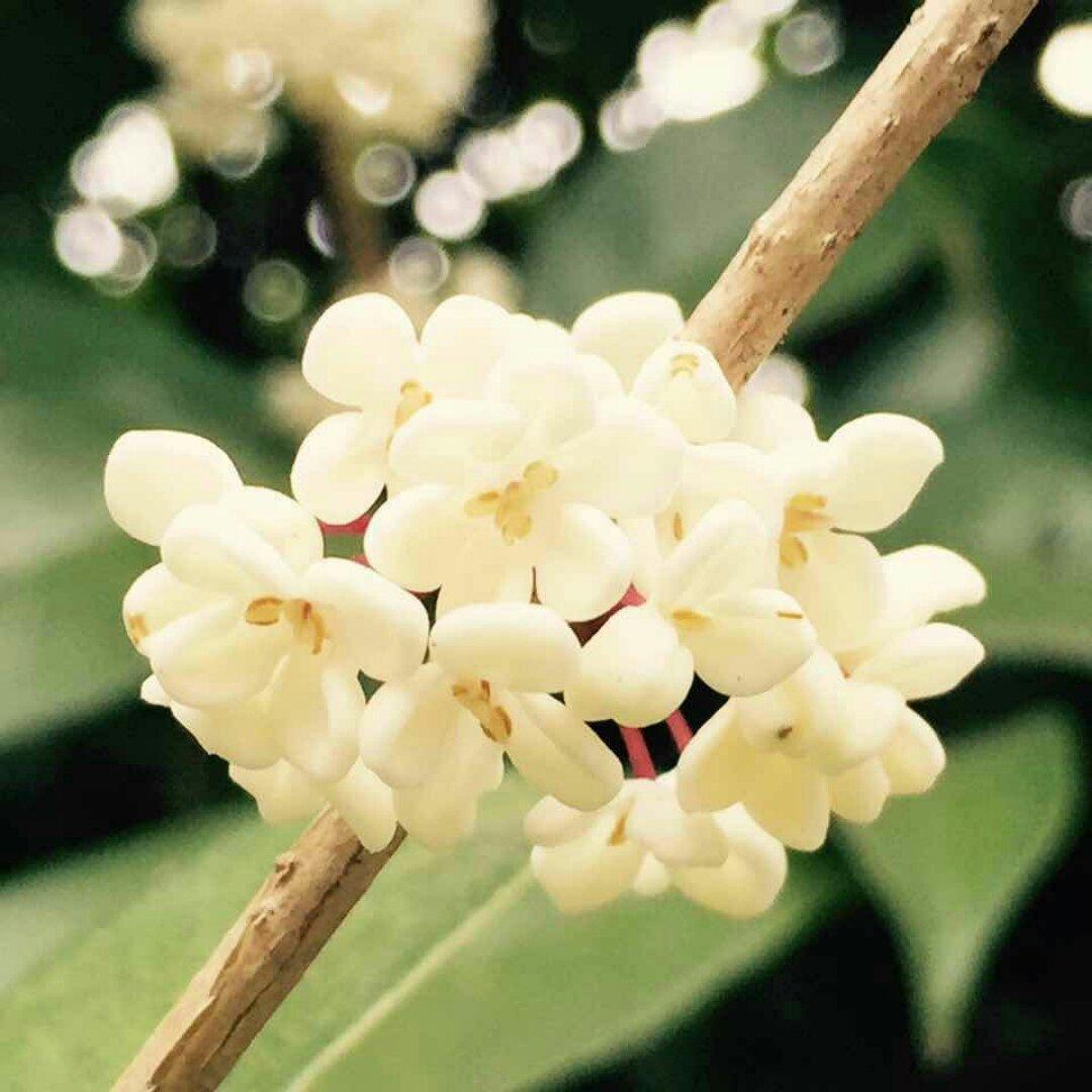 御品茶人