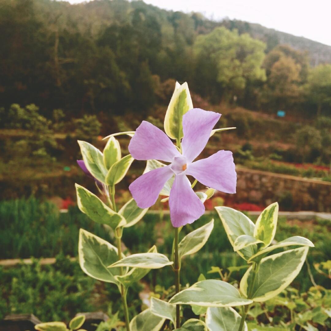 戴菇凉的美食