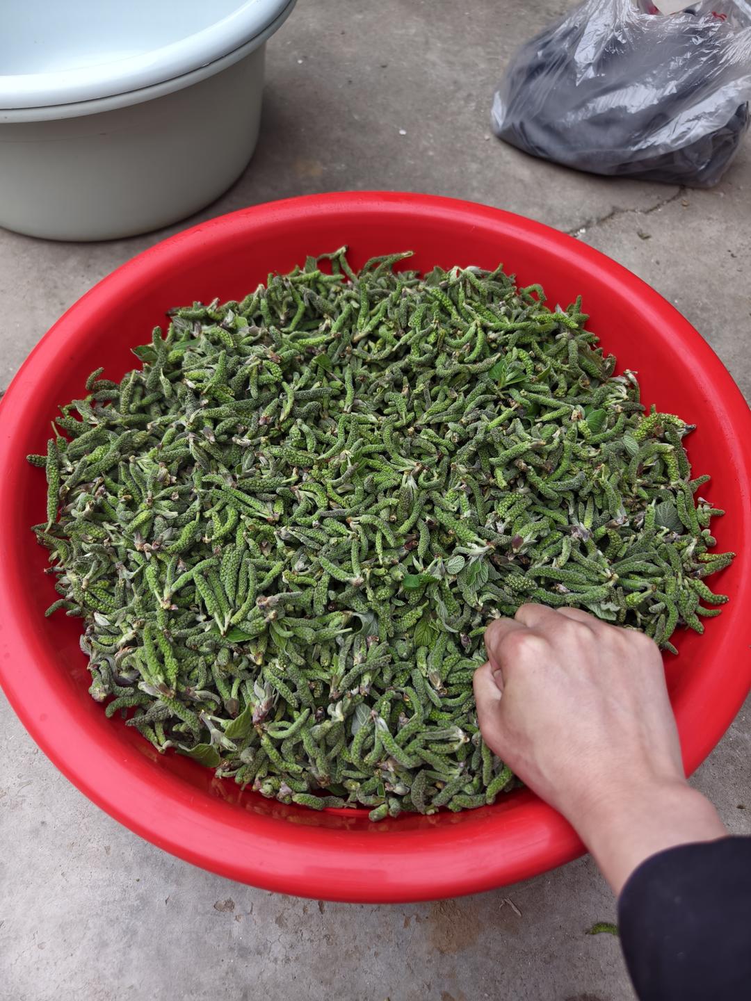 儿时回忆 有肉一般口感的野菜——褚不揪