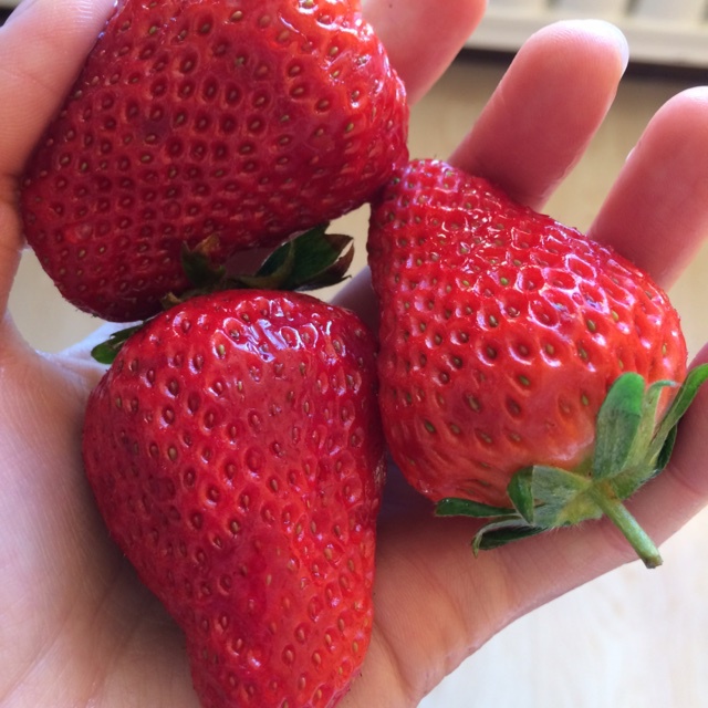 今冬第一颗草莓