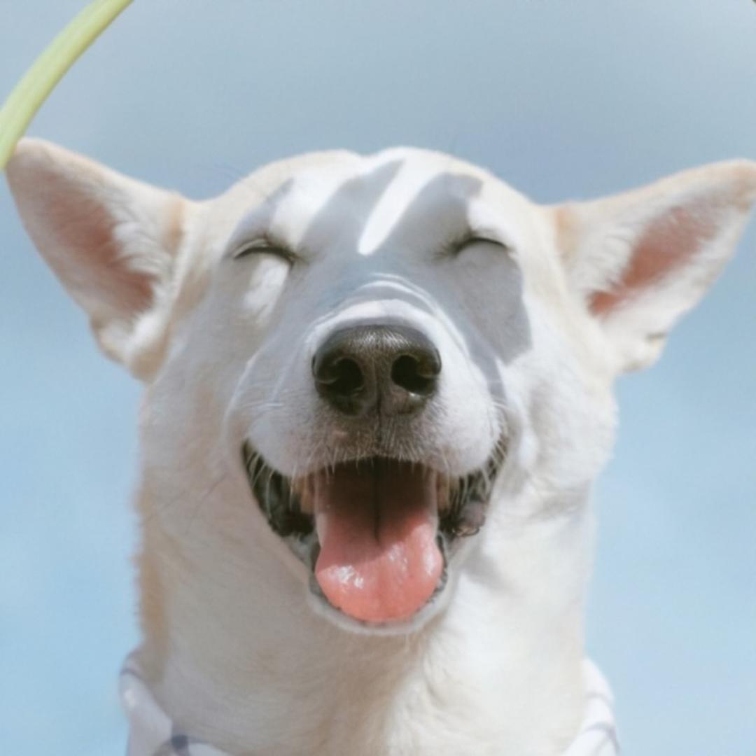 翎羽思丝