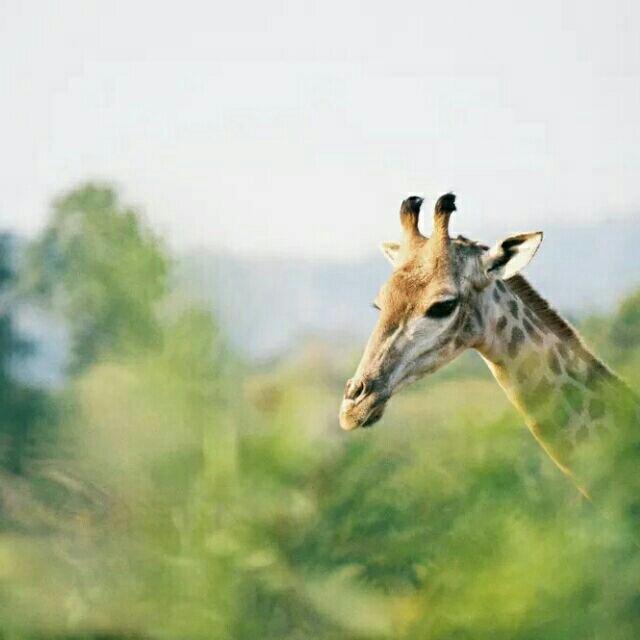 酸甜的开胃菜-  糖醋藕丁