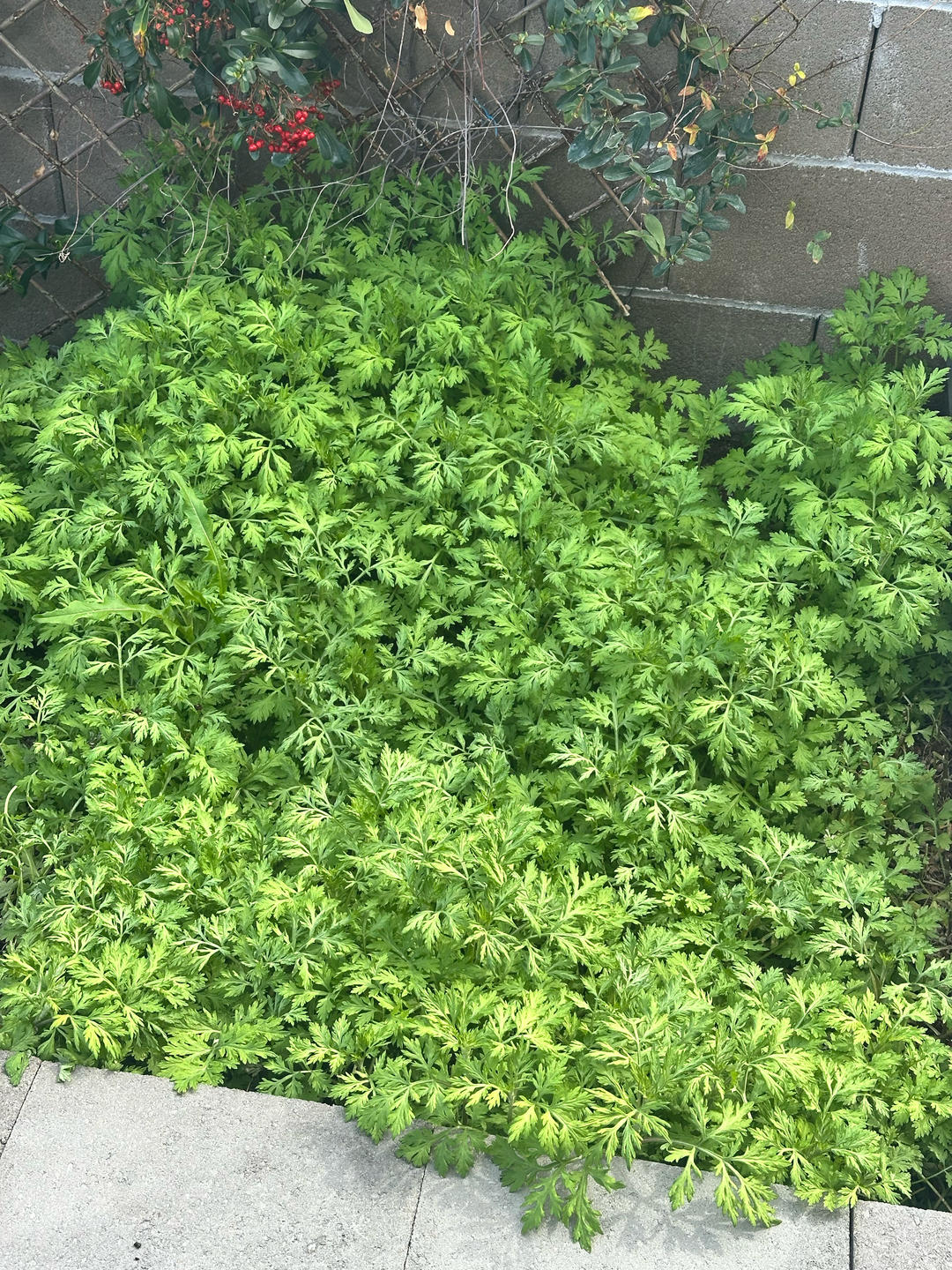艾草青团、艾粑粑、艾糍、新鲜艾草制作