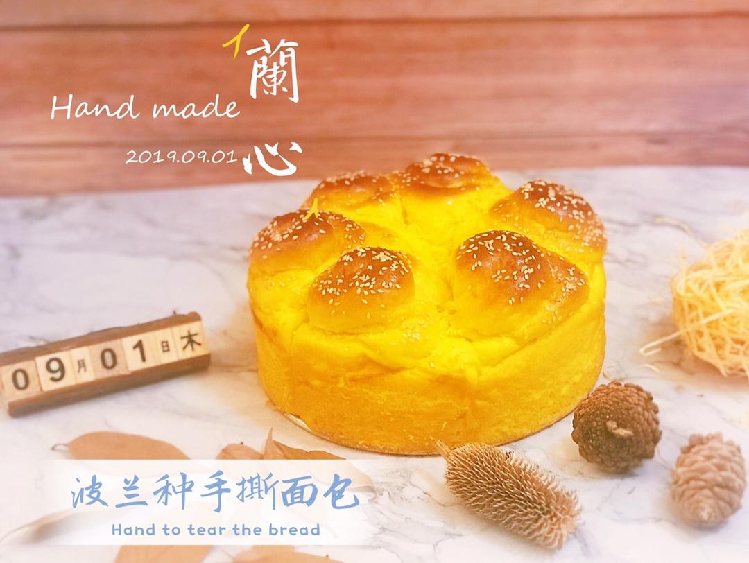 小美版【波兰种】