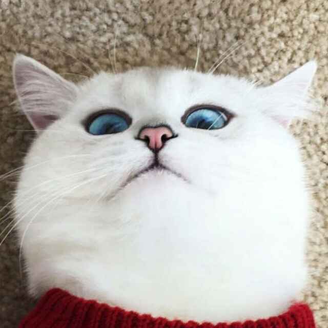 巴啦啦能量杀马特黑暗之神。