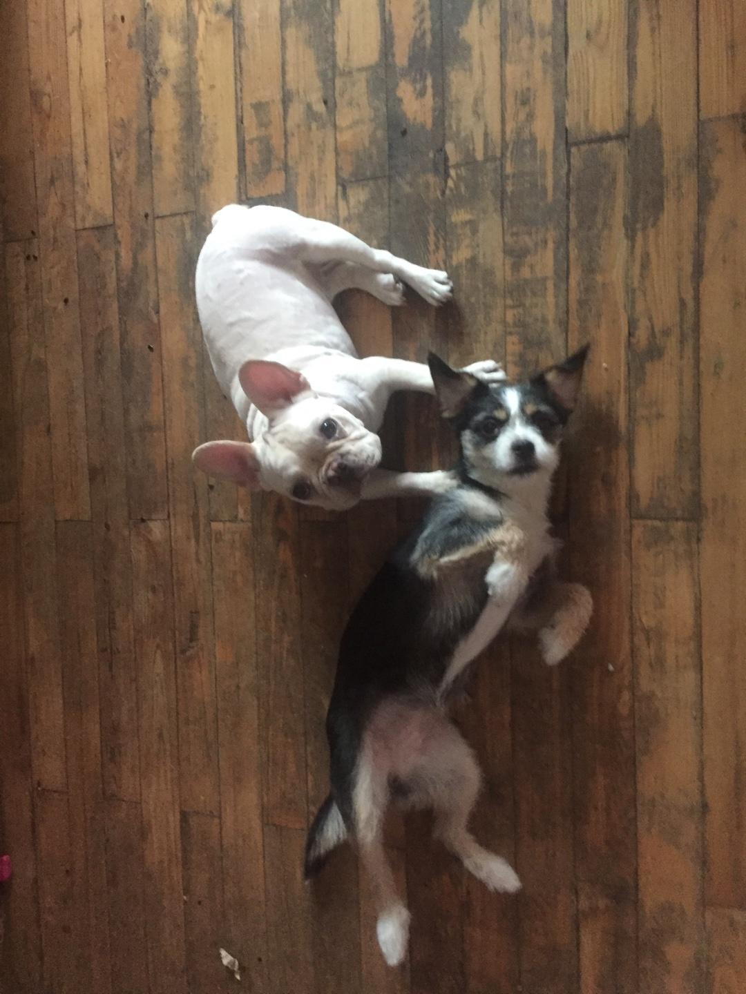 牛牛和多多的最爱-大补营养粥的做法