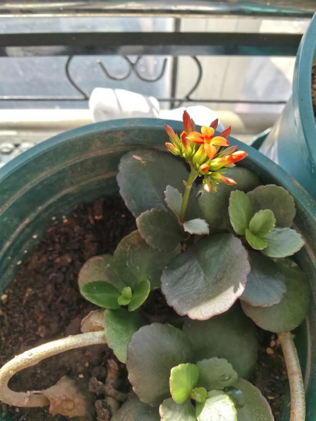 茄子肉丝蒜苔丁芹菜叶面