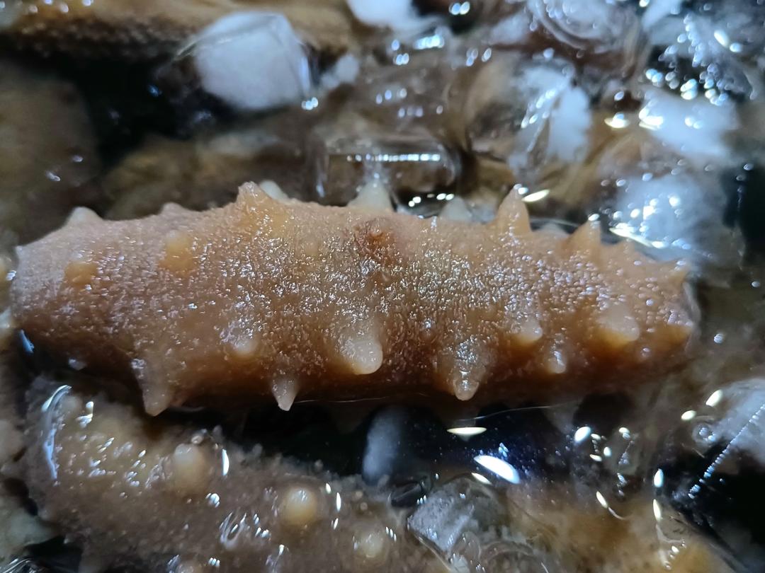 泡发海参的方法