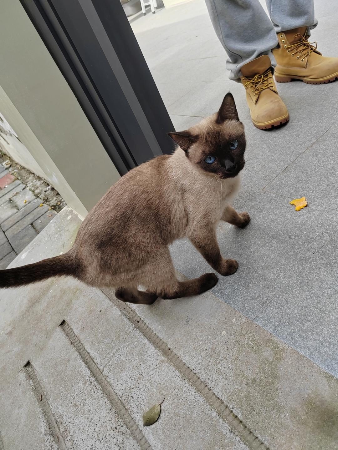 超级好吃的家常香煎鸡蛋豆腐