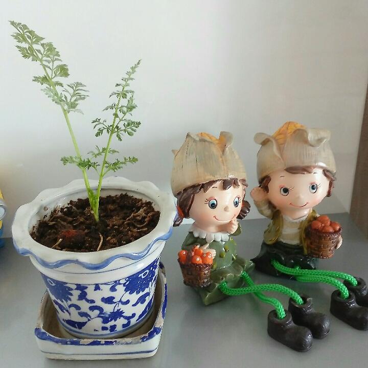 菜根菜心重生记