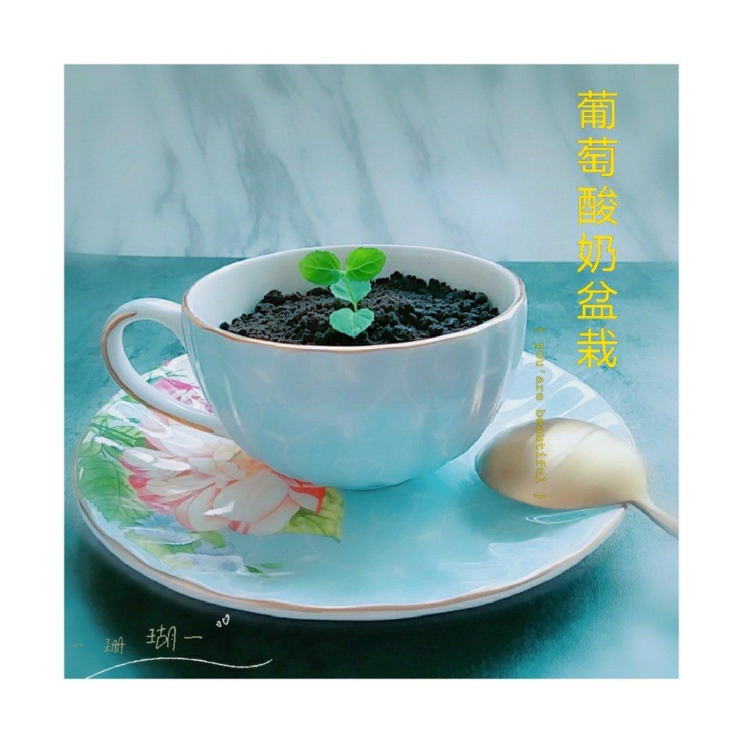盆栽酸奶