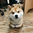 奔跑的柯基犬