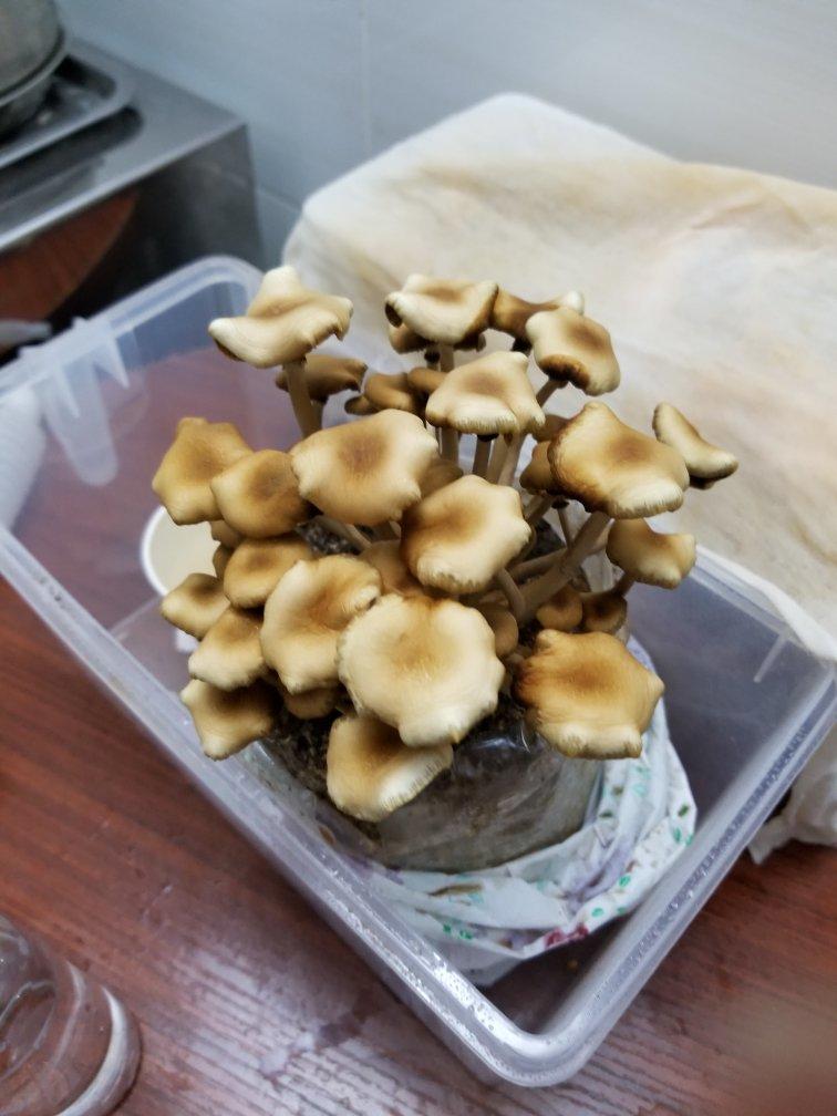 【各种早茶午茶零食集】