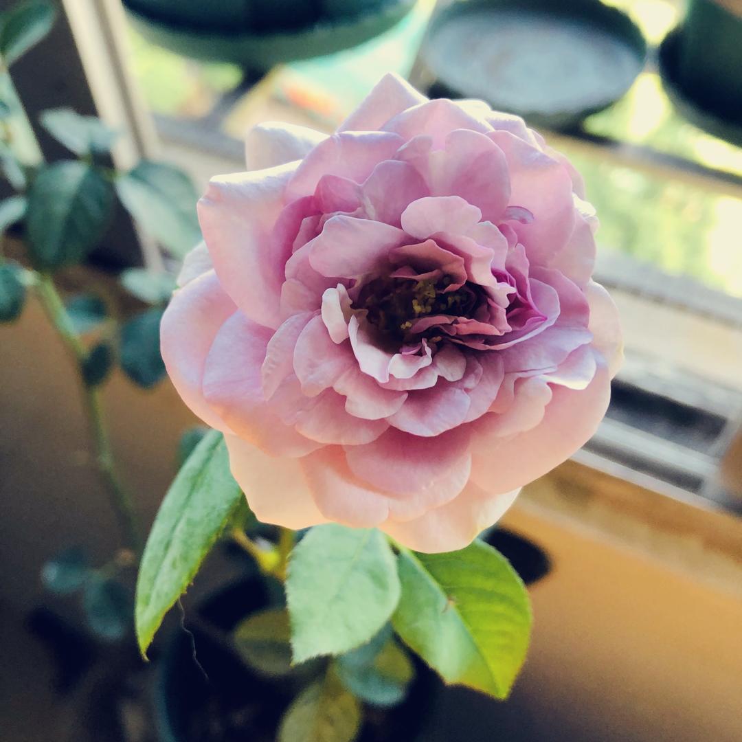 我是花仔